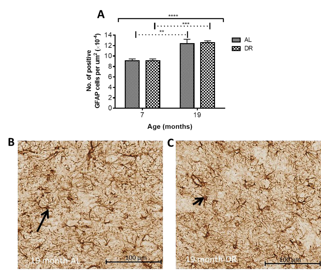 (A) Dietary restriction has no effect on age-related increases in GFAP positive astrocytes. Solid black line indicates the outcome of two-way ANOVA testing; **** P P P B) AL and (C) DR mice at 19 months. Black arrows point to GFAP-immunopositive cells.
