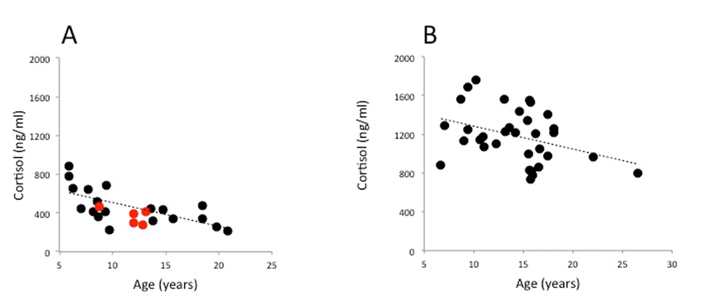 Female baboon (P. hamadryas) linear regression of serum cortisol by age. (A) 24 baboons from the colony at Southwest National Primate Research Center (cortisol = -24.7*X+735.1 ng/ml; P=0.0007); (B) 31 baboons from the Oklahoma University Primate Center (colony cortisol = -23.7*X+1521; P=0.039). The data for the Oklahoma baboons are reproduced from their publication (Willis et al. 2014). Red symbols represent five baboons that were included in the immunohistochemistry studies reported here.