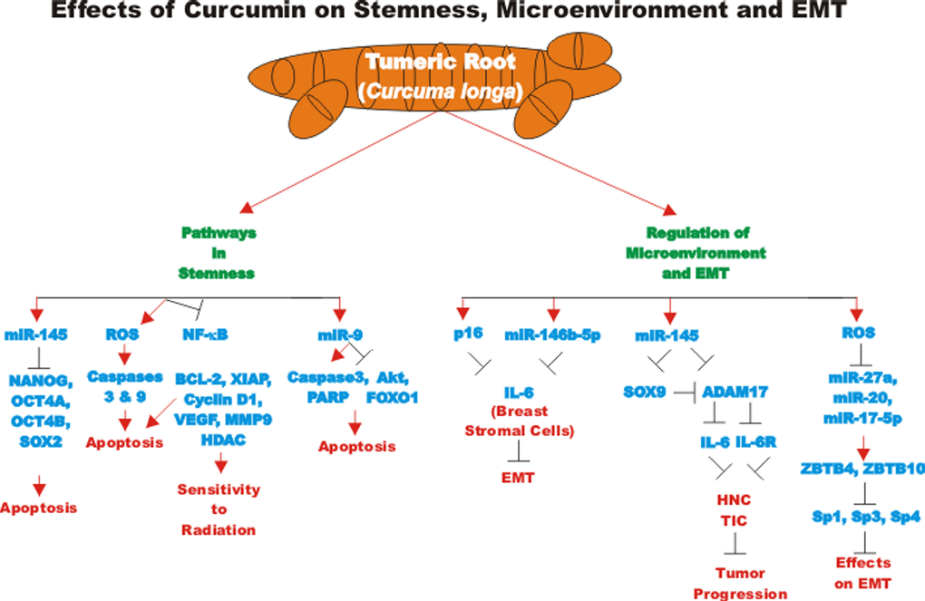 Overview of effect of curcumin on stemness, microenvironment and EMT. An overview of the effects of CUR on pathways involving stemness, microenvironment and EMT pathways and the effects of miRs are indicated. Red arrows indicate induction of an event; black closed arrows indicate suppression of an event.