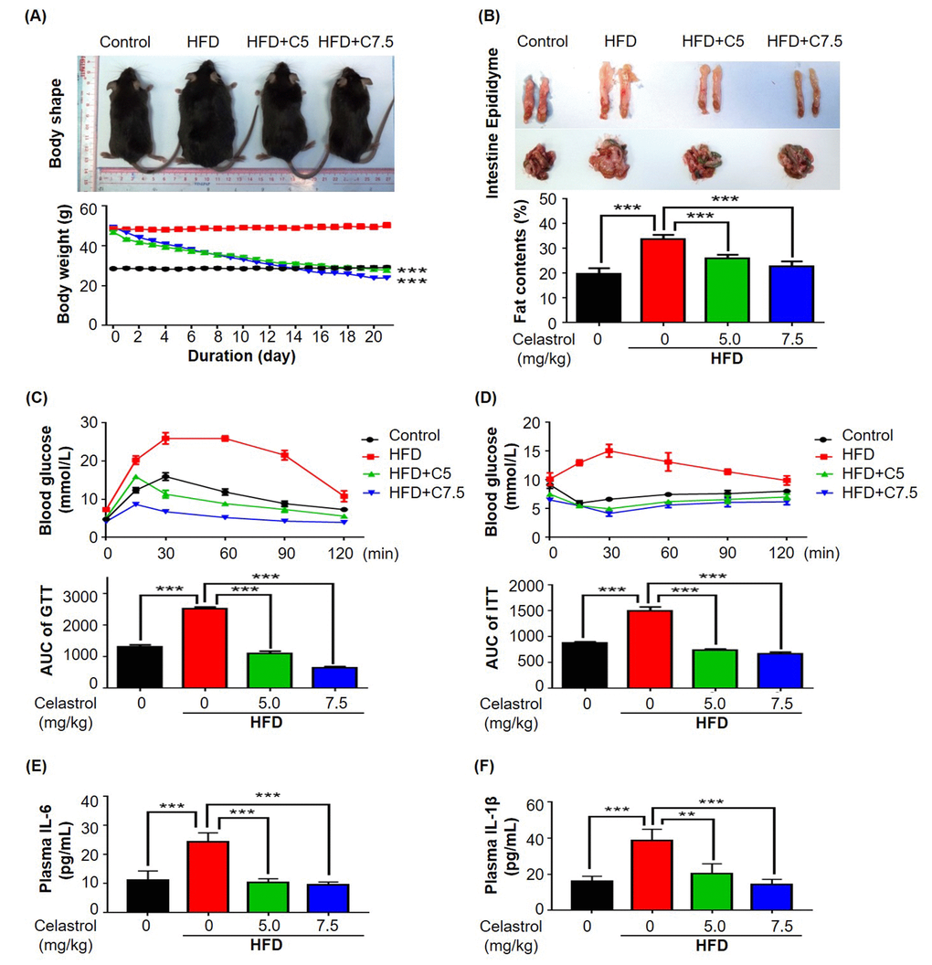 Celastrol attenuated diet-induced obesity in C57BL/6N mice. (A) Celastrol promoted weight loss. Diet-induced obese mice were treated with celastrol (0, 5, 7.5 mg/kg/d) for 21 days, whereas control mice were fed with normal diet. Body weight was daily measured. (B) NMR determination of fat contents. After 21-day treatment, fat contents in mice were analyzed by Bruker minispec NMR analyzer. (C) Glucose tolerance test (GTT). After glucose injection, blood was collected and analyzed for glucose level. The area under curve (AUC) for each group was calculated. (D) Insulin tolerance test (ITT). After insulin injection, blood was collected and analyzed for glucose level. The AUC for each group was calculated. (E) Plasma level of IL-6. After 21-day treatment, plasma was isolated from mouse blood and measured by commercial mouse IL-6 ELISA kit. N=3; HFD, HFD only; C5, celastrol (5 mg/kg/d); C7.5, celastrol (7.5 mg/kg/d). (F) Plasma level of IL-1β. After 21-day treatment, plasma was isolated from mouse blood and measured by commercial mouse IL-1β ELISA kit. N=3; HFD, HFD only; C5, celastrol (5 mg/kg/d); C7.5, celastrol (7.5 mg/kg/d); **, p p 