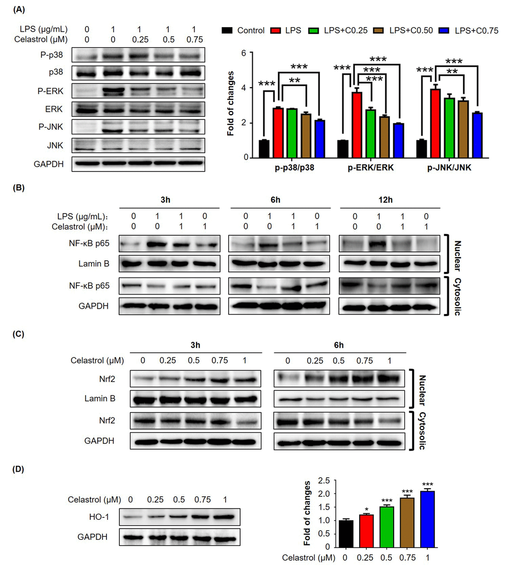 Effects of celastrol on the activation of MAP kinases, NF-κB and Nrf2/HO-1 pathways in RAW264.7 cells. (A) Western blot analysis of MAP kinase activation in LPS-stimulated RAW264.7 cells. After treatment with LPS alone or in combination with celastrol, the cellular proteins were analyzed by Western blotting with specific antibodies. Representative blots were shown. The blots (n = 3) were quantified by a densitometric method. C0.25, celastrol (0.25 μM); C0.5, celastrol (0.5 μM); C0.75, celastrol (0.75 μM); **, p p B) Nuclear translocation of NF-κB p65 subunit. After treatment with 1 μg/ml LPS alone or in combination with 1 μM celastrol, the nuclear and cytoplasmic proteins were prepared and analyzed by Western blotting with specific antibodies. Lamin B and GAPDH were used as loading control. Representative blots were shown. (C) Nuclear translocation of Nrf2. After treatment with celastrol, the nuclear and cytoplasmic proteins were prepared and analyzed by Western blotting with specific antibodies. Lamin B and GAPDH were used as loading control. Representative blots were shown. (D) Induction of HO-1 expression. After 24 h treatment with celastrol, the cellular proteins were analyzed by Western blotting with specific antibodies and GAPDH (as loading control). Representative blots were shown. The blots (n = 3) were quantified by a densitometric method. *, p p 