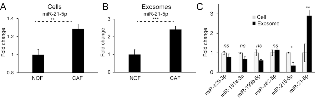 MiR-21 is more abundant in CAF cells and exosomes and enriched in the exosomal compartment. (A) On a whole-cell level, CAFs express significantly more miR-21 than NOFs. (B) CAF exosomes contain significantly more miR-21 than NOF exosomes. Results obtained by Taqman qPCR and presented as mean relative fold changes for each NOF-CAF pair (n=3), analyzed in triplicate. (C) NanoString counts normalized by global mean expression for CAF cells and exosomes. Exosomal counts are expressed relative to cellular counts which were assigned the value 1. Data is presented as mean +/- SEM. Student’s t-test: ns – not significant, * p