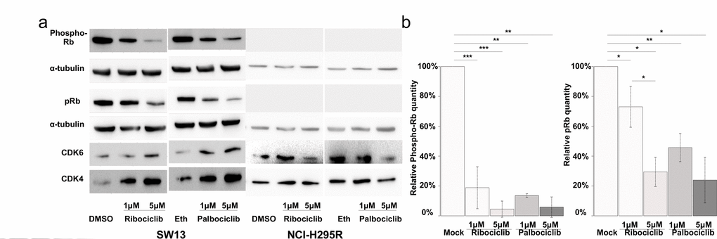 CDK4/6 inhibitors lower the proportion of Phosphorylated-pRB and the total amount of pRB proteins in SW-13 cells. (a and b) total pRB protein, phosphorylated-RB (phospho-RB), CDK6 and CDK4 were detected by western blot. (a) The results present the relative amounts of either Phospho-RB or pRB in drug-treated cells, compared to Phospho-RB or pRB in mock-treated cells. Values are the mean and standard deviations of two independent experiments. For the western blot experiments, α-tubulin was used as a loading control. In (b), significance was tested with the t-test. *PPP