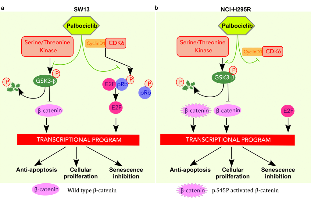 Pathways targeted by palbociclib in SW-13 and NCI-H295R cells. (a) In SW-13 cells palbociclib acts by inhibiting the kinase activity of CDK6 and leads to a decrease in phosphorylated Rb. E2F is then sequestered and cannot activate the transcription program necessary for the G1/S transition. In addition, palbociclib leads to a decrease of phosphorylated Ser9-GSK3β, resulting in GSK3β stabilization and consecutively to the degradation of β-catenin. Consequently, these events disturb the transcription program involved in inhibition of senescence, in cellular proliferation and in avoidance of apoptosis. (b) In NCIH295R cells palbociclib acts by inhibiting the kinase activity of CDK6. Since the cell line is Rb-/-, E2F activates the transcription program necessary for G1/S transition. Palbociclib lowers Ser9-GSK3β phosphorylation, increases its stability and ultimately induces β-catenin degradation. However, this cell line carries a heterozygous mutation in the CTNNB1 gene (p.S45P) that leads to a constitutively active form of β-catenin. Thus, only the non-mutated form of β-catenin is targeted by GSK3β that is stabilized by palbociclib.