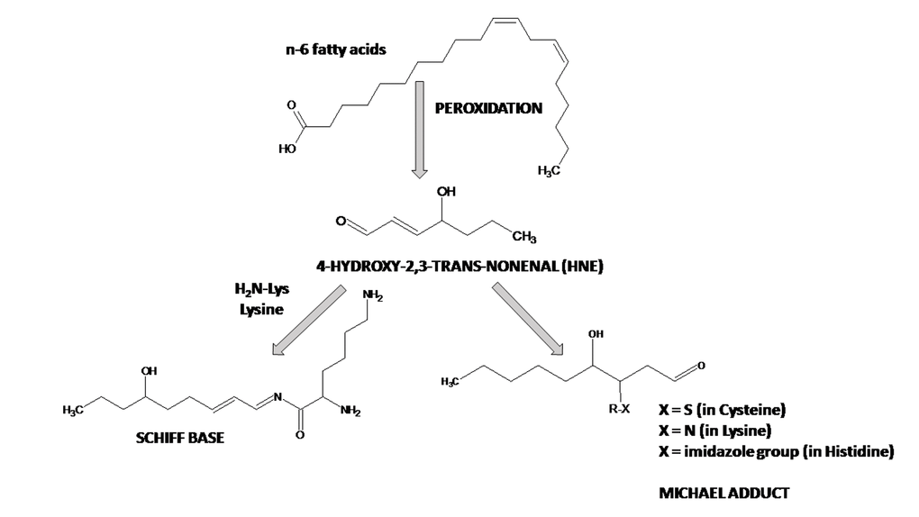 Reactions of 4-hydroxy-2,3-trans-nonenal (4-HNE) with proteins.