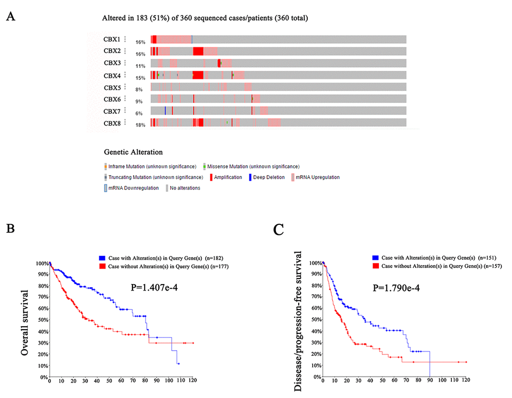 Genetic mutations in CBXs and their association with OS and DFS of HCC patients (cBioPortal). High mutation rate (51%) of CBXs was observed in HCC patients. CBX8, CBX1, CBX2 and CBX4 ranked the highest four genes of genetic alterations, and their mutation rates were 18%, 16%, 16% and 15%, respectively (A). Genetic alterations in CBXs were associated with shorter OS (B) and DFS (C) of HCC patients.