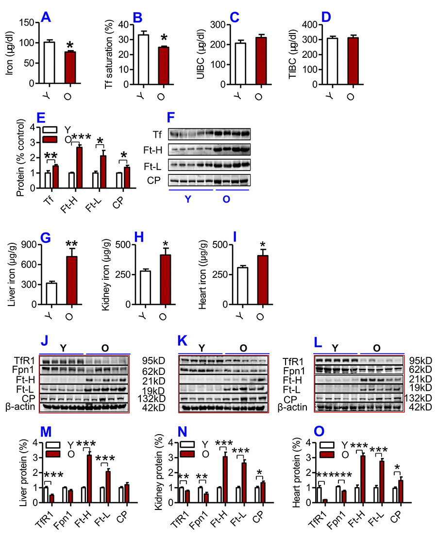 (A-F) Serum iron and other relevant indices in young and old mice. Serum iron (A), Tf saturation (B), UIBC (C), TIBC (D) and the contents of Tf, Ft-H, Ft-L, CP (E and F) were measured or calculated (Tf saturation and TIBC) in young (Y: 2-3 months) and old (O: 18-20 months) mice using commercial kits or western blot analysis as described in Methods and Materials. Data are presented as means ± SD (n=3). *pppG-L) The contents of iron and the expression of iron metabolism proteins in the liver, kidney and heart of young and old mice. The contents of iron in the liver (G), kidney (H) and heart (I); the expression of TfR1, Fpn1, Ft-H, Ft-L and CP proteins in the liver (J and M), kidney (K and N) and heart (L and O) were determined in young (Y: 2-3 months) and old mice (O: 18-20 months) using western blot analysis or the methods described in Methods and Materials. Data are presented as means ± SEM (n=5). *ppp