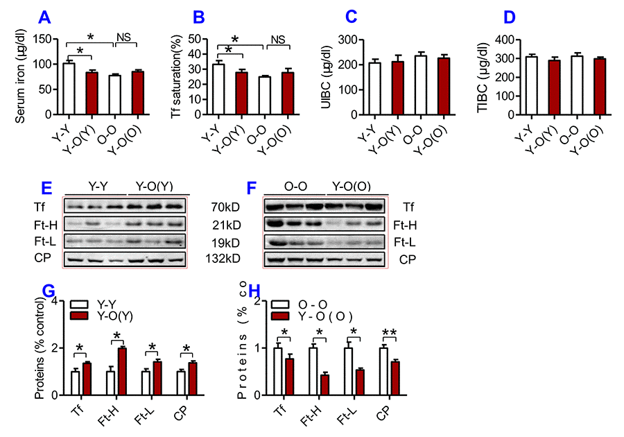 The effects of heterochronic parabiosis on serum iron and other relevant indices in mice. Serum iron (A), Tf saturation (B), UIBC (C), TIBC (D), and the contents of Tf, Ft-H, Ft-L, CP (E-H) were measured or calculated (Tf saturation and TIBC) in Y-Y (pairings between two young mice - isochronic parabiont), Y-O(Y) (young pairing with old – heterochronic parabiont), O-O (parings between two old - isochronic parabiont) and Y-O(O) (old pairing with young - heterochronic parabiont) mice using commercial kits or western blot analysis as described in Methods and Materials. Data are presented as means ± SEM (n=4). *pp