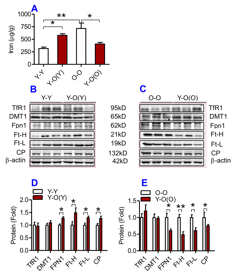The effects of heterochronic parabiosis on the contents of iron and the expression of iron metabolism proteins in the liver of mice. The contents of iron (A), and the expression of TfR1, Fpn1, Ft-H, Ft-L and CP proteins (B – E) in the liver were determined in Y-Y, Y-O(Y), O-O and Y-O(O) mice using western blot analysis or the methods described previously. Data are presented as means ± SEM (n=3). *pp