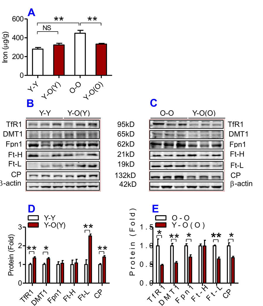 The effects of heterochronic parabiosis on the contents of iron and the expression of iron metabolism proteins in the kidney of mice. The contents of iron (A), and TfR1, Fpn1, Ft-H, Ft-L and CP proteins (B – E) in the kidney were determined in Y-Y, Y-O(Y), O-O and Y-O(O) mice using western blot analysis or the methods described previously. Data are presented as means ± SEM (n=4). *pp