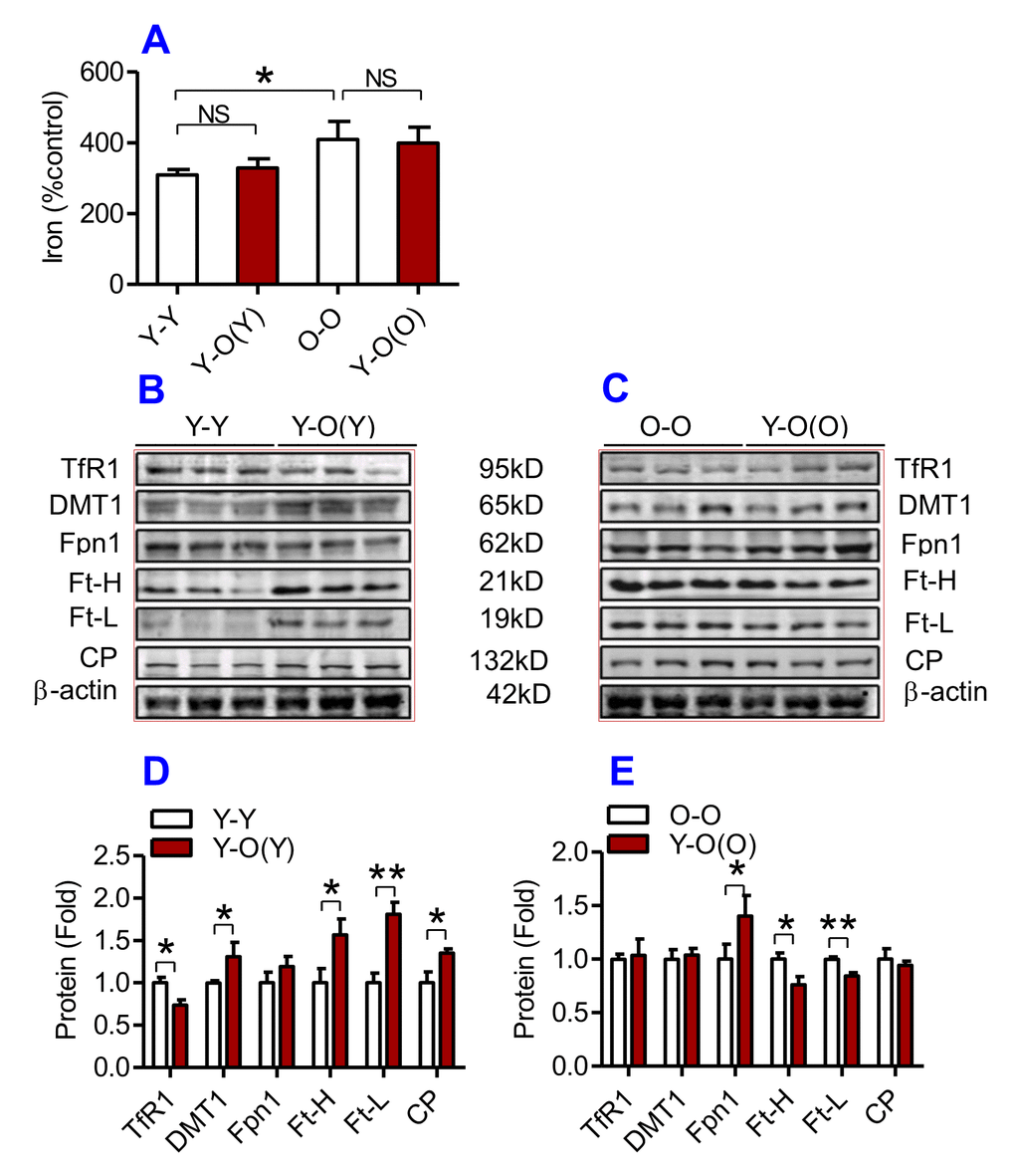 The effects of heterochronic parabiosis on the contents of iron and the expression of iron metabolism proteins in the heart of mice. The contents of iron (A), and the expression of TfR1, Fpn1, Ft-H, Ft-L and CP proteins (B – E) in the heart were determined in Y-Y, Y-O(Y), O-O and Y-O(O) mice using western blot analysis or the methods described previously. Data are presented as means ± SEM (n=4). *pp