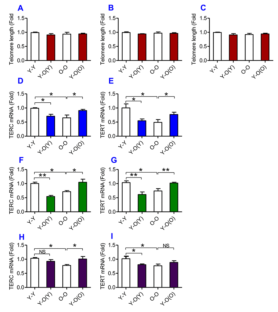 The effects of heterochronic parabiosis on the length of the telomere and the expression of TERC or TERT mRNA in mice. The telomere length in the liver (A), kidney (B) and heart (C) and the expression of TERC (D, F and H) or TERT mRNA (E, G and I) in the liver (D and E), kidney (F and G) and heart (H and I) were determined in Y-Y, Y-O(Y), O-O and Y-O(O) mice using real-time PCR as described in Methods and Materials. Data are presented as means ± SEM (n=3). *pp