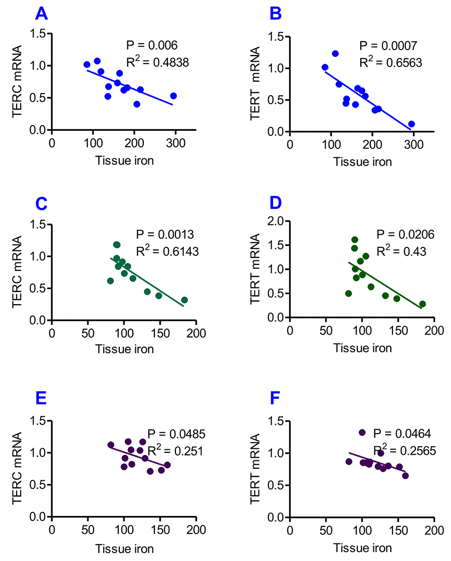 Correlation analysis of the relationship between the contents of tissue iron and the expression of TERC or TERT mRNA in heterochronic parabiotic mice. Correlation analysis of the content of iron and the expression of TERC or TERT mRNA in the liver (A and B), kidney (C and D) and heart (E and F) of heterochronic parabiotic mice was conducted by plotting the values for the relevant pairs against one another as described previously. Tissue iron contents were found to be negatively correlated with TERC or TERT mRNA expression in all-three organs examined.