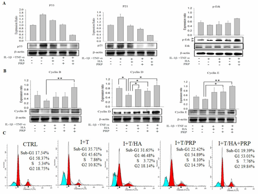 Efficacy of HA+PRP treatment on apoptotic signaling and cell cycle modulatory proteins in chondrocytes. (A) Expression of p53, p21 and p-ERK were assessed by western blot after treatment in I+T conditioned medium in the presence of HA, PRP, and HA+PRP. (B) cyclin B, cyclin D, and cyclin E were assessed by western blot after treatment of I+T conditioned medium in the presence of HA, PRP, and HA+PRP. (C) Cell cycles distributions of chondrocytes. Percentages of sub-G1, G1, S, and G2 phases recorded by flow cytometry after treatment of I+T conditioned medium in the presence of HA, PRP, and HA+PRP. *pt-test. The results are presented as mean ± S.D. for 15 independent experimental replicates.