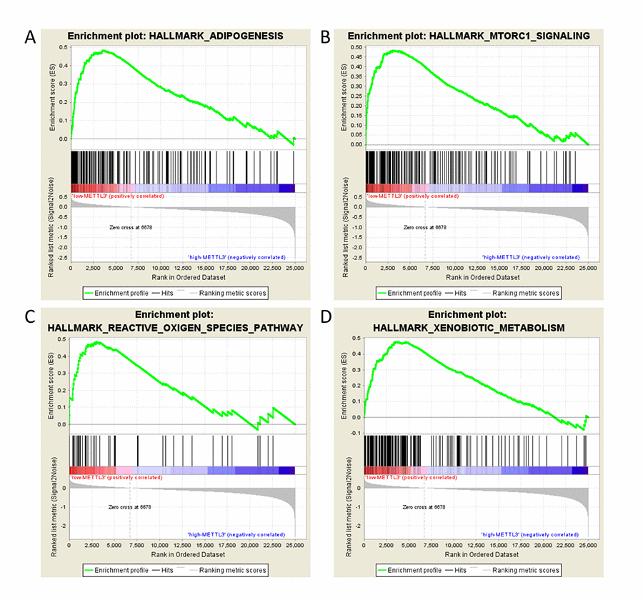 GSEA results of different expression level of METTL3. Gene set enrichment plots of (A) adipogenesis, (B) mTORC1 signaling, (C) reactive oxygen species, and (D) xenobiotic metabolism pathways related to low METTL3 mRNA level in the ccRCC samples.