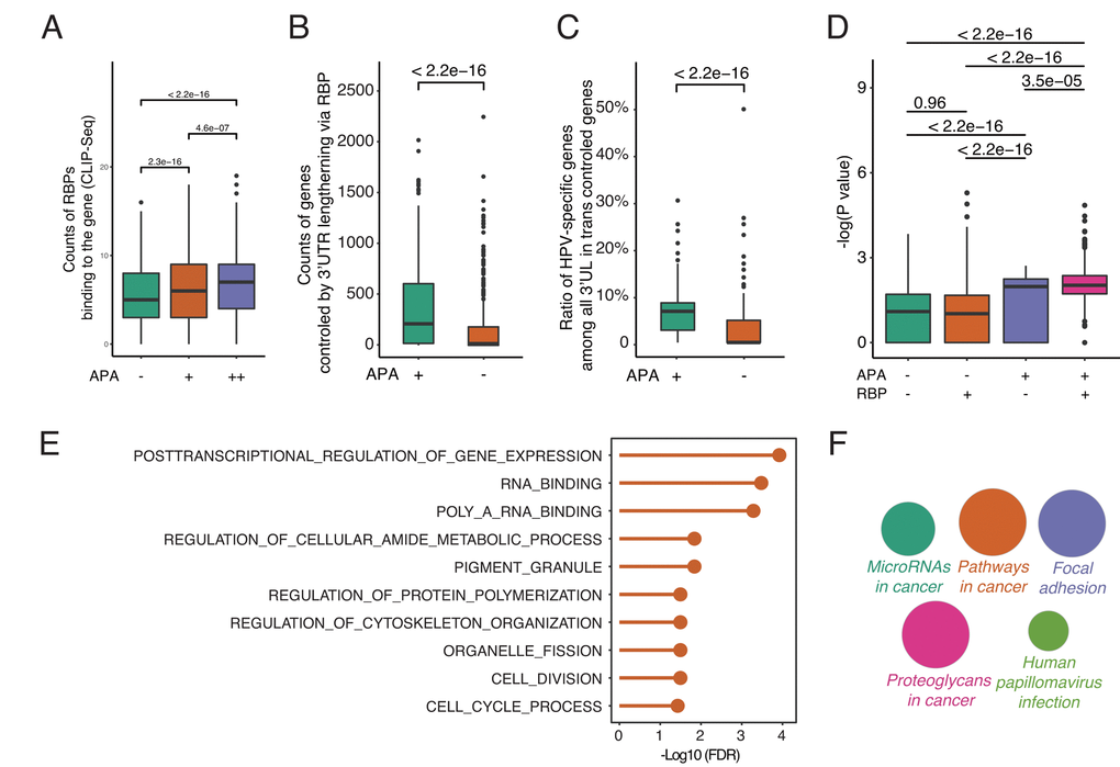 By releasing intermediate RNA-binding proteins (RBPs), 3’UL genes indirectly impact paired genes in trans. (A) Differential-APA genes are easier to be attacked by RBPs (Wilcoxon test, data from CLIP-seq). APA+ group and APA++ group represent different differential APA level (P B) 3’UL controls more paired genes in trans compared with non-3’UL APA events. This computation was generated by randomly selecting 1,000 3’UL-gene pairs. In order to retrieve high-confidence interactions, we limit the number of intermediate RBPs > 3. (C) 3’UL-in-trans-paired genes show significantly higher ratio of HPV-specific. This computation was generated by randomly selecting 1,000 3’UL-gene pairs with the number of intermediate RBPs > 3. (D) Through intermediate RBPs, 3’UL controls paired genes in trans. APA+RBP+ group shows the most significant HPV-specific trend. The bigger the Y-axis value is, the group harbors more HPV-specific trend. The Y-axis marks the -log (P-value) of differential expression between HPV+ and HPV- samples through EdgeR. The P-value between 4 groups was computed through the Wilcoxon test. This computation was generated by randomly selecting 1,000 3’UL-gene pairs. RBP+/RBP- was defined as higher/lower RBP-binding confidence level (intermediate RBPs > 3 and ≤ 3, respectively). In the RBP+ group, 3’UL impacts in-trans-paired genes with higher confidence. (E) Biological process enrichment analysis of HUB-3’UL in-trans-paired genes (hypergeometric test, retrieved from Molecular Signature Database). The cell cycle is the most top ranking for enrichment term. HUB-3’UL was defined as the 3’UL genes with interacting RBPs ≥ 15. (F) Pathway enrichment of HUB-3’UL in-trans-paired genes. CLUEGO package was used based on KEGG database. The size of each bubble represents the enrichment level of each term.