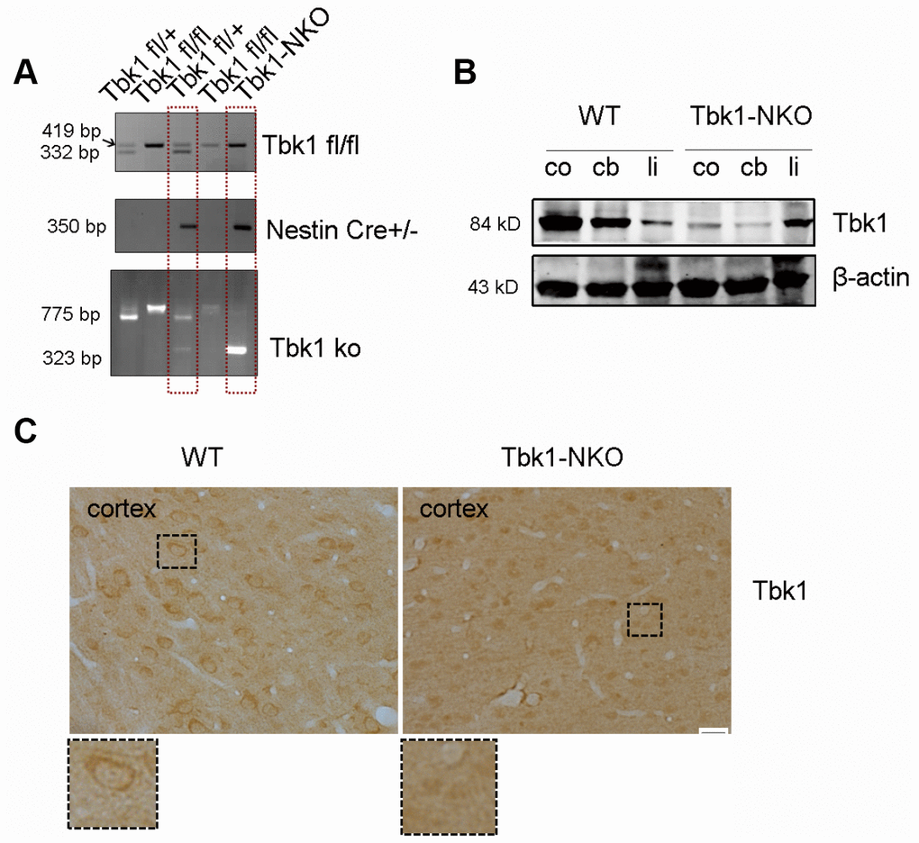 Conditional Tbk1-NKO mouse generation and genotyping. (A) Tbk1-NKO mice were established by crossing Tbk1fl/fl mice with Nestin-cre mice, and genotyped by PCR. (B) Western blot expression of Tbk1 in the cortex (co), cerebellum (cb), and liver (li). (C) Tbk1 immunohistochemistry in brain cortex. Bar = 20 μm.