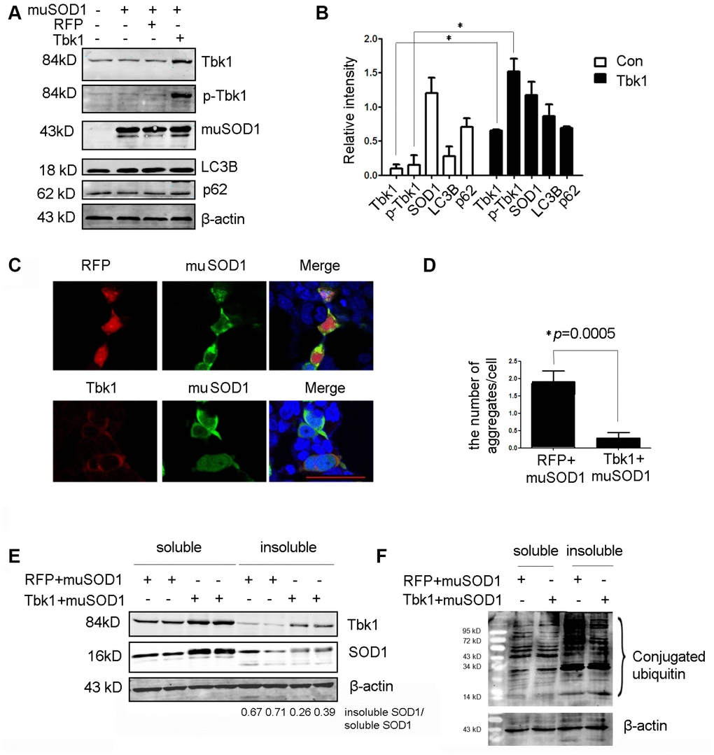 Over-expression of Tbk1 reduces the number and size of mutant SOD1 aggregates. (A–B) Western blot analysis of Tbk1, p-Tbk1, SOD1G93A, LC3B, and p62 in NSC-34 cells transfected with mutant SOD1 (mu SOD1; i.e. SOD1G93A) and either Tbk1 or a RFP control; representative blot (A) and summary graph of densitometric quantification data (B) (n = 3); *P C–D) Analysis of mutant SOD1 aggregates by confocal microscopy in NSC-34 cells co-transfected with mutant SOD1-GFP (mu SOD1-GFP) and Tbk1 or RFP; representative images (C) and summary graph (D) (n = 10); *P E–F) Quantification of soluble and insoluble mutant SOD1 fractions by western blot in cells over-expressing Tbk1 (n = 3); *P 