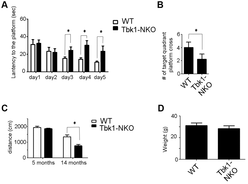 Behavioral evaluation of 14-month-old Tbk1-NKO mice. (A–B) Latency to reach the platform and number of target quadrant crosses in the Morris water maze (n = 9-10). *P C–D) Swimming distances and body weight (n = 9-10). *P 