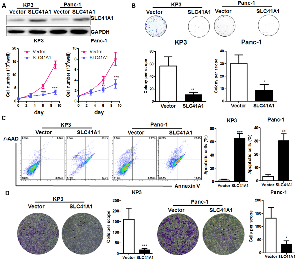 Overexpression of SLC41A1 suppresses in vitro PDAC cell proliferation and induces apoptosis. (A) Overexpression of SLC41A1 reduced the growth rate of PDAC cells KP3 and Panc-1. (B) Overexpression of SLC41A1 suppressed colony formation. (C) SLC41A1 induced the formation of apoptotic-like PDAC cells. (D) SLC41A1 suppressed the invasion of PDAC cells through the extracellular matrix. *p 