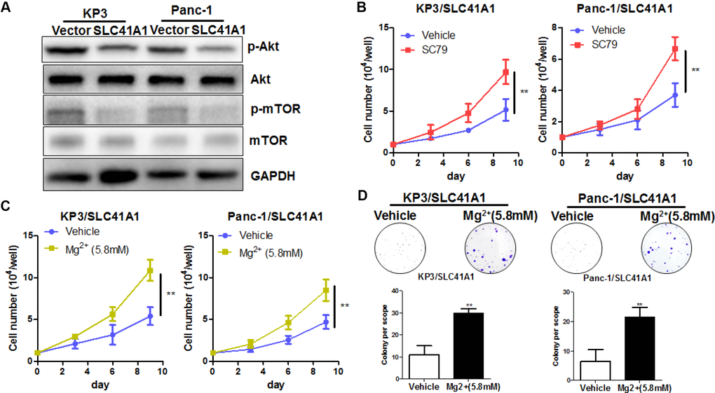 Mg2+-dependent Akt/mTOR inhibition mediates the proliferation inhibitory effects of SLC41A1 in PDAC. (A) Overexpression of SLC41A1 reduced the activation of Akt/mTOR signalling. (B) Treatment with the Akt activator SC79 partially recovered the cellular proliferation inhibited by SLC41A1. (C) Mg2+ supplementation abrogated the proliferation inhibition by SLC41A1. (D) Mg2+supplementation abrogated the inhibition of colony formation by SLC41A1.