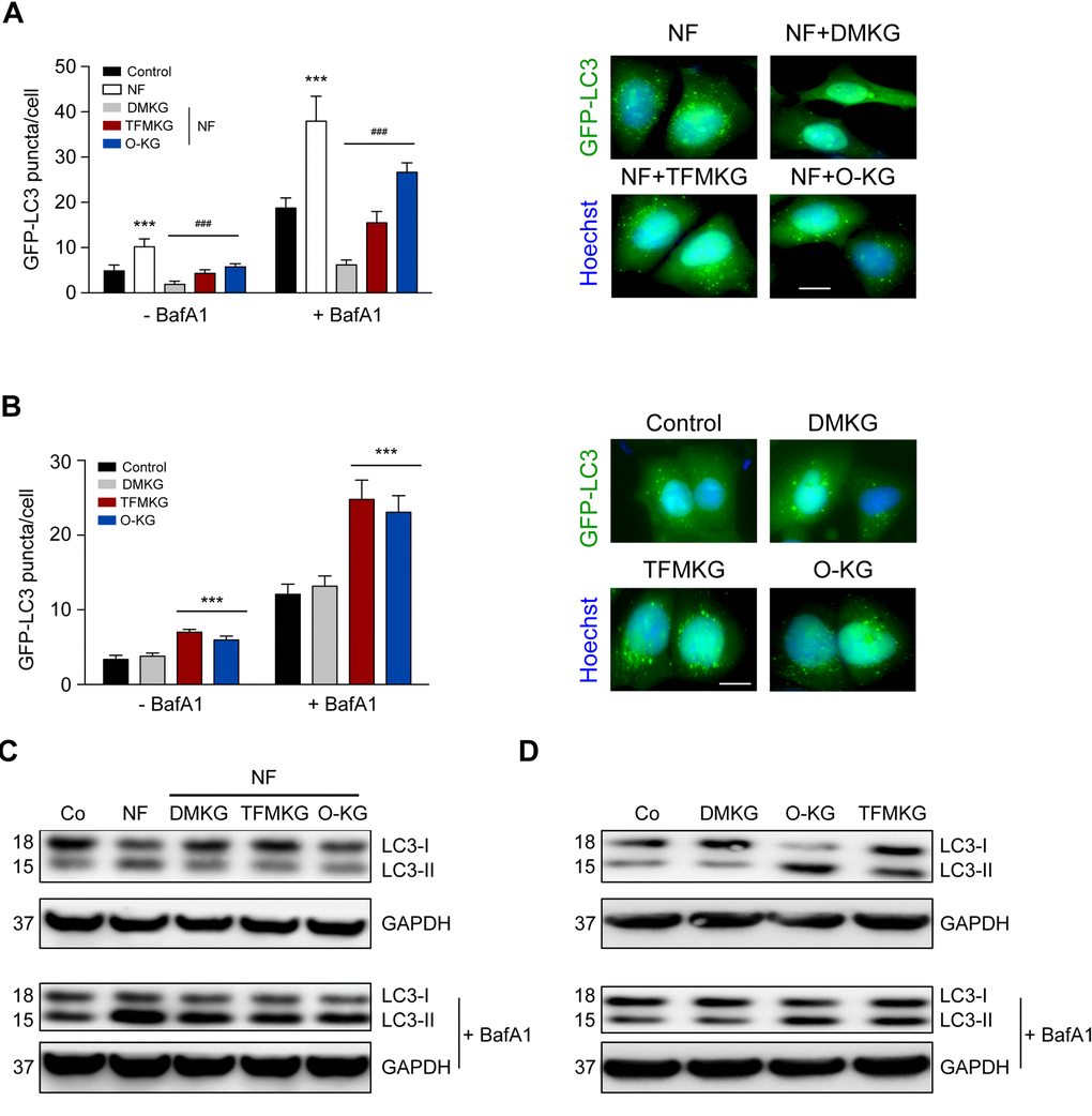 Modulation of autophagy by α-ketoglutarate precursors. (A) Inhibition of starvation-induced autophagy by DMKG, TFMKG and O-KG. U2OS cells stably expressing the autophagic markers GFP-LC3 were incubated in HBSS medium (NF) and left untreated or incubated with α-ketoglutarate precursors for 4h. Co-treatment with bafilomycin A1 (BafA1) was used to assess autophagic flux. Representative pictures (in presence of BafA1) (right panel) and quantification (left panel) are shown. Data represent mean ± S.D. (one representative experiment, n=3). *** p t test). Scale bar 10 μm. (B) Induction of autophagy by TFMKG and O-KG, but not DMKG, in complete medium. *** p t test). Scale bar 10 μm. (C, D) Immunoblotting showing the conversion of LC3I to LC3II in U2OS cells treated with α-ketoglutarate precursors in NF (C) or complete medium (D) in presence or absence of BafA1 to monitor autophagic flux (one representative experiment, n=3).