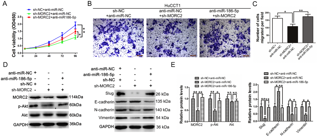 miR-186-5p is involved in MORC2-mediated CCA cell growth and metastasis. (A) CCK-8 analysis of cell viability after transfection with miR-186-5p inhibitor and sh-MORC2 plasmid in the HuCCT1 cell line. (B–C) Transwell analysis of cell invasive potential after transfection with miR-186-5p inhibitor and sh-MORC2 plasmid in the HuCCT1 cell line. (D–E) Western blot analysis of the levels of p-AKT, AKT, Slug, E-cadherin, N-cadherin and Vimentin after transfection with miR-186-5p inhibitor and sh-MORC2 plasmid in the HuCCT1 cell line. All experiments were performed in triplicate, **P 