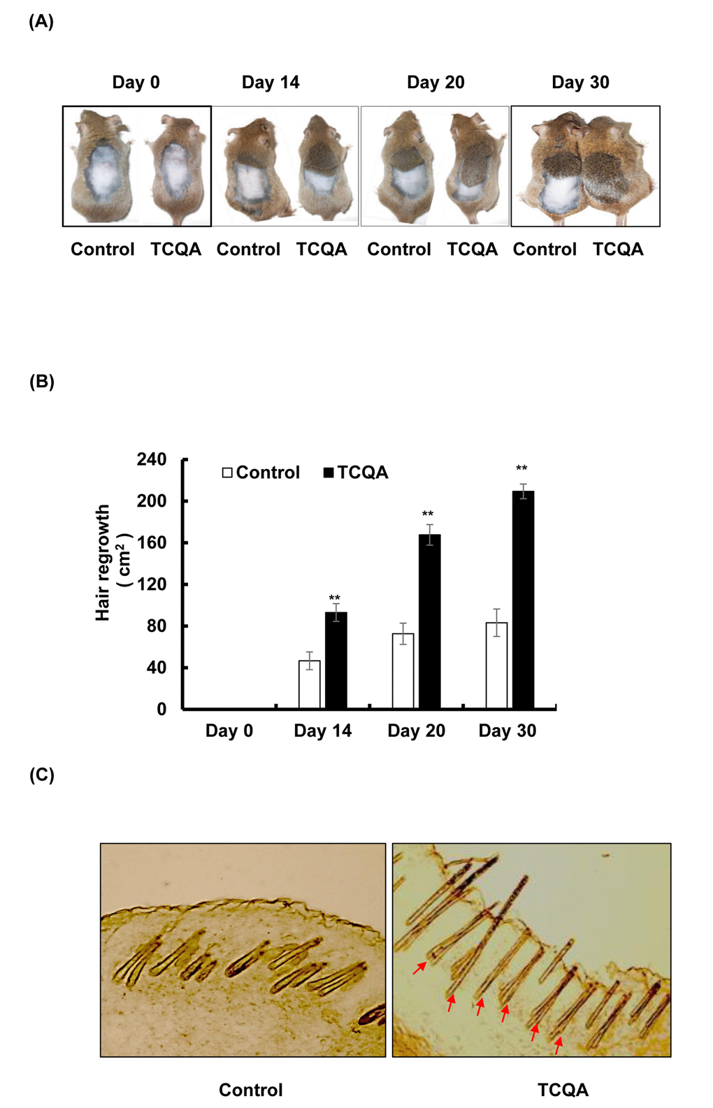 TCQA promoted hair regrowth in C3H mice skin. (A) The back skin of eight-weeks-old male C3H mice was shaved and treated daily with topical application of 1 wt% TCQA (1 g TCQA in 100 ml milli-Q water) and with milli-Q water (control) for 30 days. (B) The area of the new generated coat was measured by ImageJ. (C) Skin from treated area from TCQA-treated group and control group were cut at thickness of 10 µM and visualized under the microscope. *Statistically significant (P ≤0.05) difference between control and TCQA-treated group. **Statistically significant (P ≤0.01) difference between control and TCQA-treated mice.