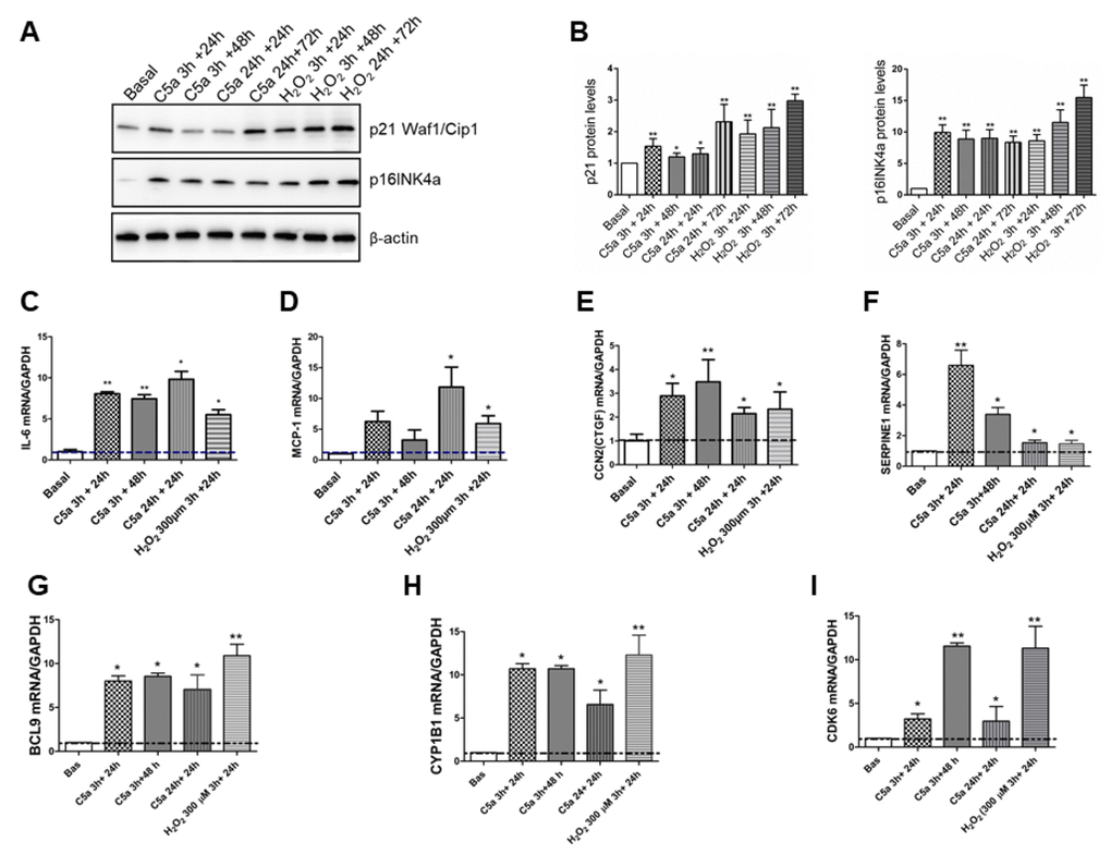 Cell cycle negative regulators expression levels and SASP pro-inflammatory cytokines transcripts are up regulated by C5a. (A–B) Representative p21 Waf1/Cip1 and p16INK4a western blot of C5a-stimulated RTEC and quantification. Protein expression was normalized to βactin. (C–I) Time course of IL-6, MCP1, CTGF, SERPIN1 (PAI-1), BCL9, CYP1B1 and CDK6 gene expression in RTEC stimulated for 3h or 24h by C5a followed or not by 24h or 48h of normal culture was assessed by qPCR. Data were normalized to GAPDH. *p2O2 (100-300 μm) was used as positive control of senescence.