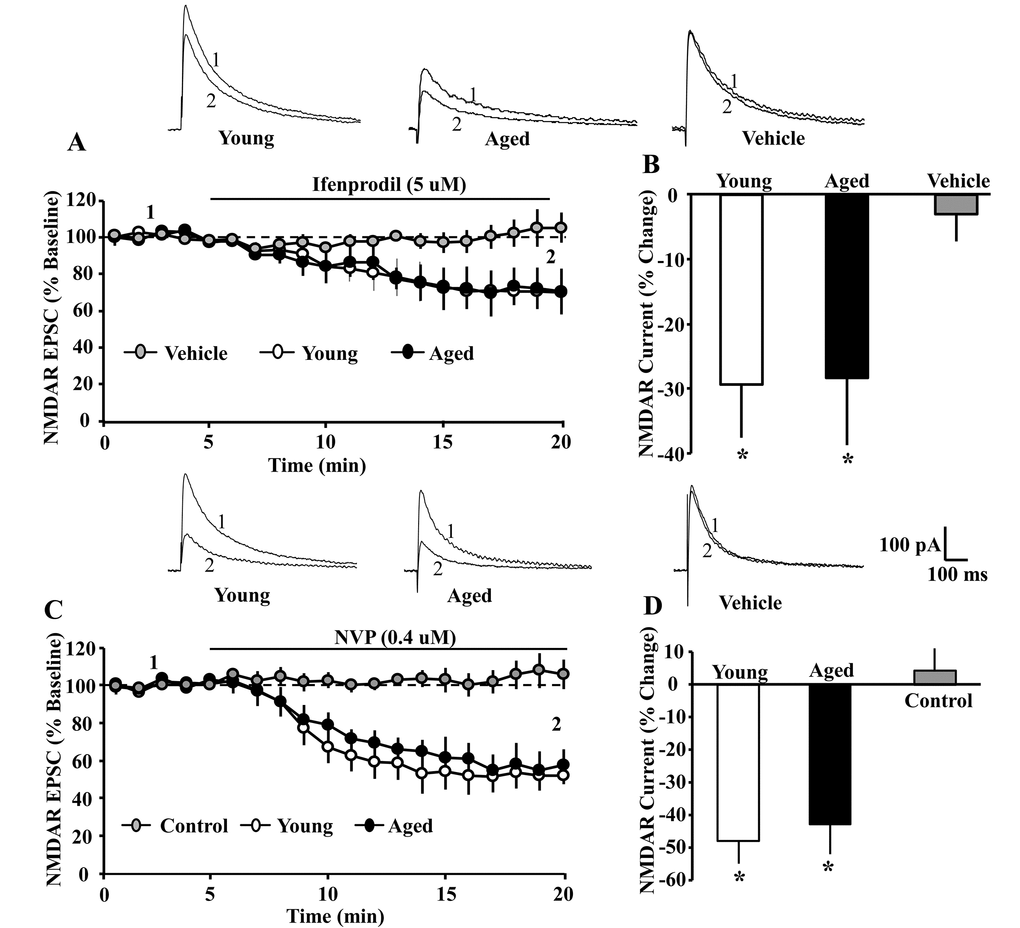 The GluN2A and GluN2B selective antagonists attenuated the NMDAR EPSC amplitude to a similar extent in young and aged CA1 pyramidal neurons. For each cell, the peak response was normalized to the 5 min pre-drug baseline. (A) Time course of the decrease in the NMDAR EPSCs recorded from CA1 hippocampal pyramidal neurons 5 min before and 15 min after bath application of ifenprodil (5 µM, solid line) in young (open circle, n = 4/4 cells/animals) and aged (filled circle, n = 6/5 cells/animals) animals. For the control condition (gray circle, n = 7/6 cells/animals, young-aged combined) recordings were obtained before and after application of ethanol vehicle. (B) Bar graph demonstrates percentage decrease in NMDAR EPSCs for young and aged animals following application of ifenprodil or vehicle. Asterisks indicate a significant difference from baseline. The top panel provides representative traces illustrating the NMDAR EPSC at baseline (1) and at the end of a 15 min of ifenprodil application (2) recorded from a young (left) or aged (middle) cell, and for a cell recorded in the vehicle control condition (right). The GluN2A selective antagonist, NVP, attenuated the NMDAR EPSC to a similar extent in young and aged CA1 pyramidal neurons. For each cell, the peak response was normalized to the 5 min pre-drug baseline. (C) Time course of the decrease in the NMDAR EPSCs recorded from CA1 hippocampal pyramidal neurons 5 min before and 15 min after bath application of NVP (0.4 µM, solid line) in young (open circle, n = 4/4 cells/animals) and aged (filled circle, n = 5/5 cells/animals) animals. For the control condition (gray circle, n = 6/6 cells/animals, young-aged combined) recordings were maintained for the same duration in the absence of NVP application. (D) Bar graph demonstrates percentage decrease in NMDA EPSCs during the last 5 min of recording. Asterisks indicate a significant difference from baseline. Representative traces on the top illustrating the NMDAR EPSC at baseline (1) and at the end of a 15 min NVP application (2) recorded from a young (left) or aged (middle) cell, and for a cell in the control condition (right).