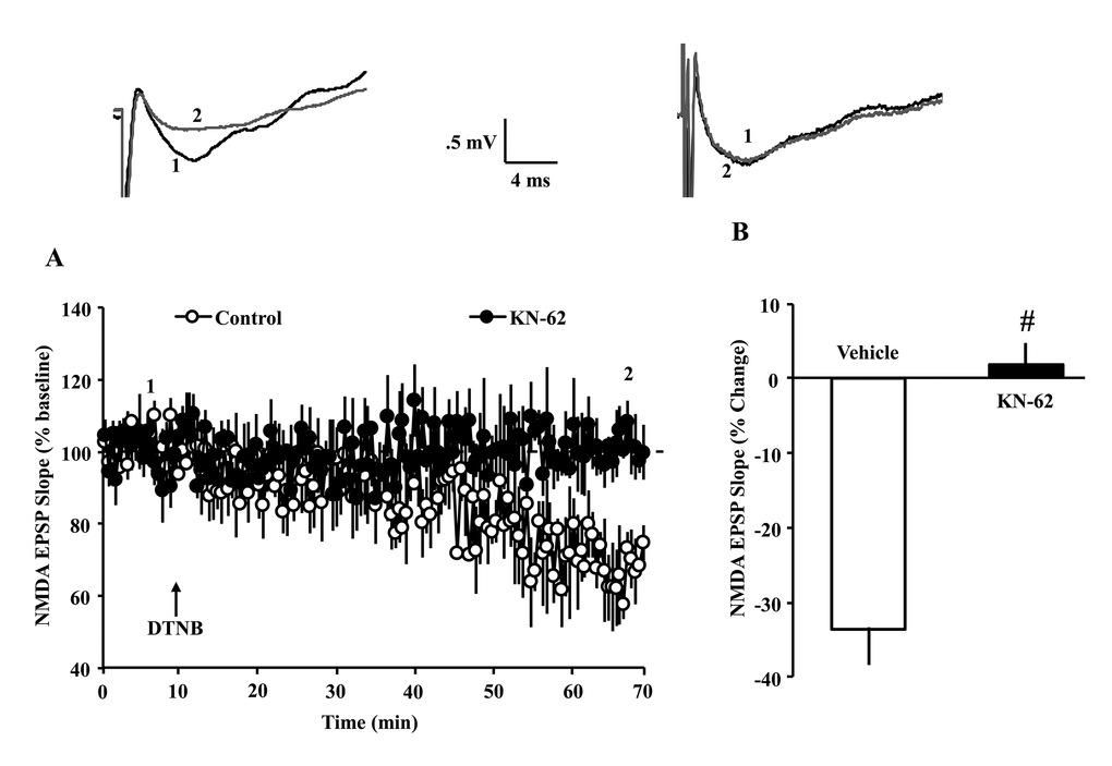 Decrease in NMDAR synaptic responses in young animals, under oxidizing conditions, depends on CaMKII activity. (A) Time course of normalized NMDAR-fEPSP slope following application of DTNB (0.5 mM, arrow) in the young animals. Each point represents the mean (±SEM), normalized to the baseline (dashed line), for slices in the control condition (open circles) or following pre-incubation with the CaMKII inhibitor, KN-62 (10 µM, filled circles). DTNB reduced NMDAR synaptic response. Pre-incubation with KN-62 blocked the decrease in the NMDAR response associated with DTNB application. (B) Quantification of the mean percent change in the NMDAR-fEPSP slope during the last 5 min of recording in the presence of vehicle control (open, n = 7/7 slices/animals) and KN-62 (, n = 7/7 slices/animals). Pound sign indicates a significant difference between the two groups. The waveforms represent examples of NMDAR-fEPSPs recorded during baseline (1) and 60 min following application of DTNB (2) in the control condition (left) and following pre-incubation in KN-62 (right).