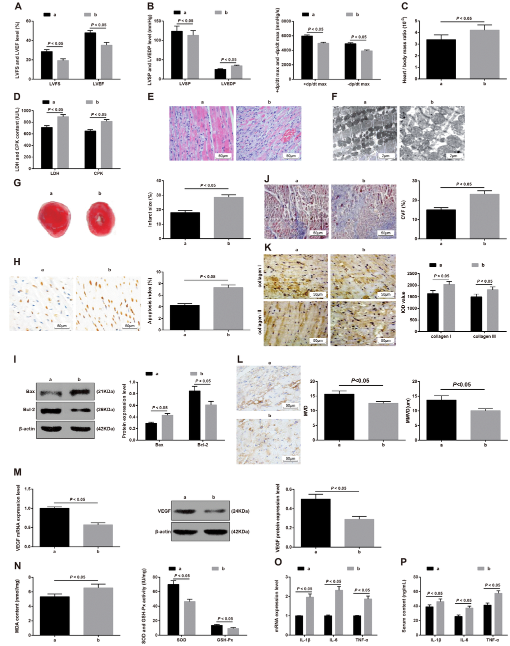 The effect of downregulation of miR-218 and MITF on the cardiac function and fibrosis in MI rats. a refers to the MI + miR-218 inhibitors + siRNA-NC group and b refers to the MI + miR-218 inhibitors + siRNA-MITF group. (A) the LVEF and LVFS of rats detected by ultrasonic cardiogram, n = 12; (B) the LVSP, LVEDP, +dp/dt max and -dp/dt max of rats detected by hemodynamic monitoring, n = 12; (C) the ratio of heart to body weight, n = 6; (D) serum levels of LDH and CPK examined by the biochemical analyzer, n = 6; (E) HE staining showing pathological changes of cardiac tissues (× 200), n = 3; (F) ultrastructure of cardiomyocytes observed by transmission electron microscope (× 5000), n = 3; (G) TTC staining showing the infarct size of rats, n = 3; (H) TUNEL staining showing the apoptotic index of cardiomyocytes (× 400), n = 3; (I) Western blot assay showing protein levels of apoptosis-related factors Bax and Bcl-2 in cardiac tissues, n = 3; (J) Masson staining showing the cardiac fibrosis of rats (× 200); (K) immunohistochemical staining showing the expression of type I collagen and type III collagen (× 200); (L) MVD and MMVD of cardiac tissues; (M) the mRNA and protein expression of angiogenesis-related factor VEGF detected by RT-qPCR and western blot assay; (N) the levels of MDA and the activity of GSH-Px and SOD determined by the spectrocolorimetric method, n = 3; (O) the mRNA expression of IL-1β, IL-6 and TNF-α detected by RT-qPCR, n = 3; (P) the serum levels of IL-1β, IL-6 and TNF-α detected by ELISA, n = 6; Data were analyzed by t test. MI, myocardial infarction; LVEF, left ventricular ejection fraction; LVFS, left ventricular fraction shortening; LVSP, left ventricular systolic pressure; LVEDP, left ventricular end diastolic pressure; RT-qPCR, reverse transcription quantitative polymerase chain reaction; MITF, microphthalmia-associated transcription factor; miR-218, microRNA-218; LDH, lactate dehydrogenase; CPK, creatine phosphokinase; MVD, microvascular density; MMVD, mean microvessels diameter; VEGF, vascular endothelial growth factor; ELISA, enzyme-linked immunosorbent assay; IL-1β, interleukin-1β; IL-6, interleukin-6; TNF-α, tumor necrosis factor-α; MDA, malondialdehyde; GSH-Px, glutathione peroxidase; SOD, superoxide dismutase.