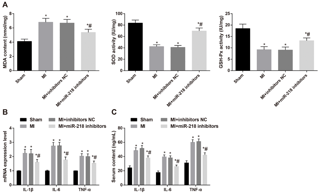 Downregulated miR-218 expression reduces oxidative stress and inflammatory injury in MI rats. (A) the levels of MDA and the activity of GSH-Px and SOD determined by the spectrocolorimetric method, n = 3; (B) the mRNA expression of IL-1β, IL-6 and TNF-α detected by RT-qPCR, n = 3; (C) the serum levels of IL-1β, IL-6 and TNF-α detected by ELISA, n = 6; *versus the sham group, P P 
