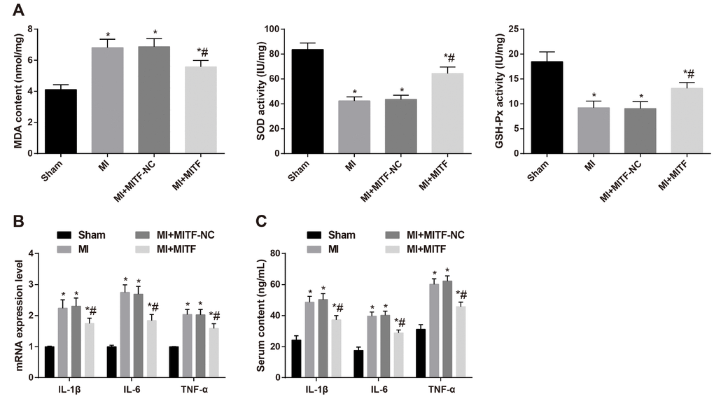 Upregulated MITF expression inhibits oxidative stress and inflammatory injury in MI rats. (A) the levels of MDA and the activity of GSH-Px and SOD determined by the spectrocolorimetric method, n = 3; (B) the mRNA expression of IL-1β, IL-6 and TNF-α detected by RT-qPCR, n = 3; (C) the serum levels of IL-1β, IL-6 and TNF-α detected by ELISA, n = 6; * versus the sham group, P P 