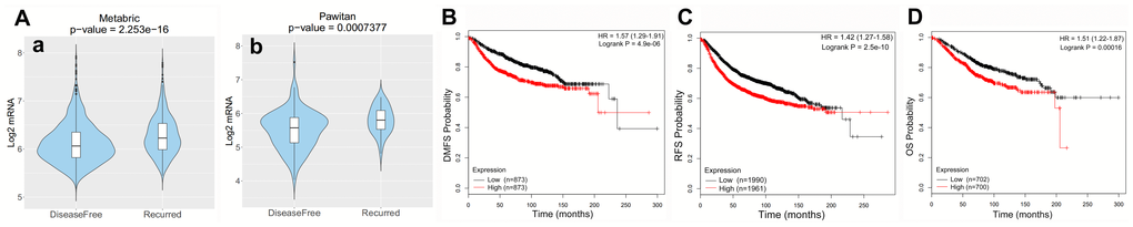 Clinical role of SPC25 in BC patients. (A) RS patients had higher SPC25 expression than DFS patients in two BC cohorts. (B–D) High SPC25 expression was correlated with poor DMFS, RFS, and OS in BC patients. (RS, survival with recurrence; DFS, disease-free survival; DMFS, distant metastasis-free survival; RFS, relapse-free survival; OS, overall survival).