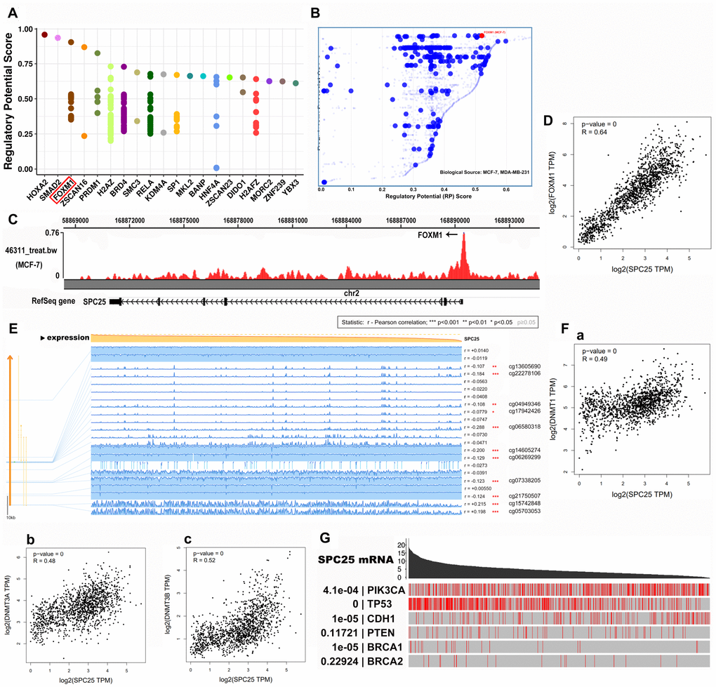 SPC25 may regulate TFs and BC-related genes in BC. (A) Top 20 TFs that potentially regulate SPC25 in different human cancers. (B) TFs with high regulatory potential in MDA-MB-231 and MCF-7 cell lines (10k distance to TSS). (C) CHIP-seq results for binding of FOXM1 and the SPC25 gene in MCF-7 cells. (D) Correlation between SPC25 and FOXM1 mRNA expression. (E) SPC25 DNA methylation modification in BC. (F) Correlation between SPC25 mRNA expression and DNA methyltransferase (DNMT) expression. (G) Correlation between SPC25 mRNA expression and mutation frequencies in tumor-associated genes. (TF, transcription factor; TSS, transcription start site. P-value=0, p