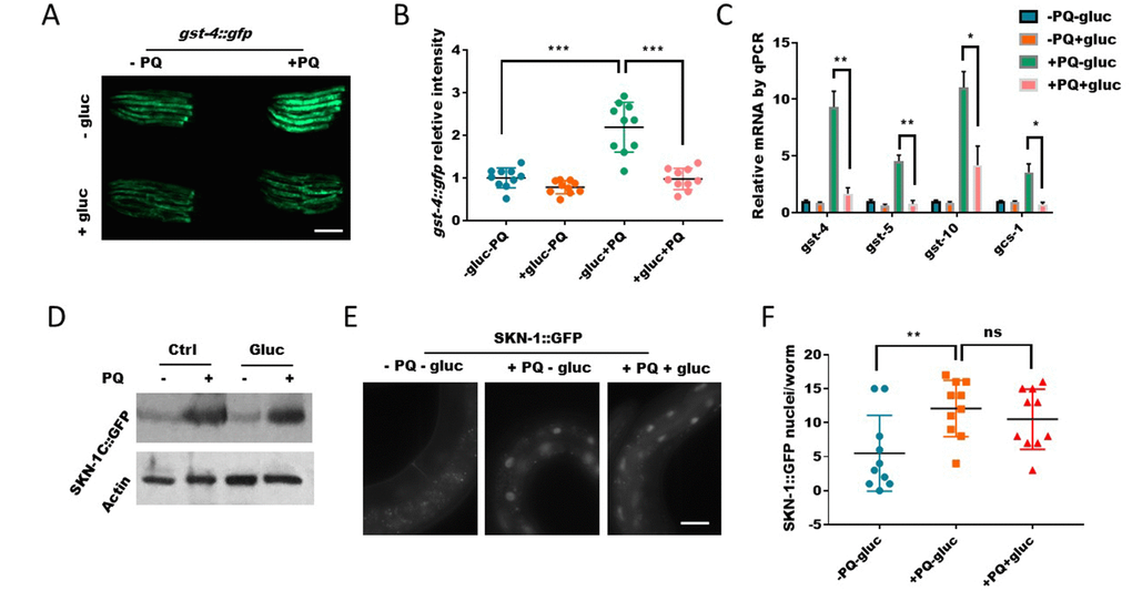 Glucose signal inhibits SKN-1 activity in the nucleus. (A) Glucose decreased the expression of SKN-1 target gene gst-4 as revealed by a promoter GFP fusion (gst-4::gfp). Worms expressing gst-4::gfp were raised in the absence or presence of 0.5% D-glucose to L4 stage, then transferred to NGM agar plate with or without 1mM paraquat (PQ) for 2 days. Animals were picked and imaged with fluorescent microscope. Representative images of 3 independent experiments were shown. Scale bar: 400μm. (B) Quantification of GFP signal in individual worms in experiment described in (A). Worms (n=10) were randomly selected from 3 independent experiment and GFP intensity were quantified with ImageJ software. Data were normalized to the average value of control group (-gluc-PQ). Error bars stand for standard deviation (SD). P values by student’s t-test: *** PC) Glucose decreased the expression of SKN-1 target genes revealed by real-time quantitative PCR (RT-qPCR). Glucose and paraquat treatments were the same as in (A). mRNA was extracted from animals with indicated treatments then reverse-transcribed to cDNA. The abundance of cDNA of indicated gene were quantified through RT-qPCR. The mean values of 2 independent experiments were plotted and analyzed by using Prism Software, with error bars showing standard deviation (SD). P values by student’s t-test: *, PD) The paraquat-induced SKN-1::GFP expression were not affected by glucose. Transgenic C. elegans expressing SKN-1::GFP were treated with glucose and paraquat as in (A). Worms (n>300) were homogenized and the whole lysates were used for western blot with specific antibodies against GFP or actin. (E) The nuclear localization of SKN-1::GFP upon paraquat treatment were not affected by glucose. Transgenic C. elegans expressing SKN-1::GFP were treated with glucose and paraquat as in (A), then imaged with fluorescence microscope. Representative image of multiple experiments (n>3) were shown. Scale bar: 60μm. (F) Quantification of experimental data from E. Animals were randomly selected from multiple experiments and the fluorescence intensities were quantified by ImageJ and plotted with Prism software, with error bars showing standard deviation (SD). P values by student’s t-test: ns, not significant; ** P