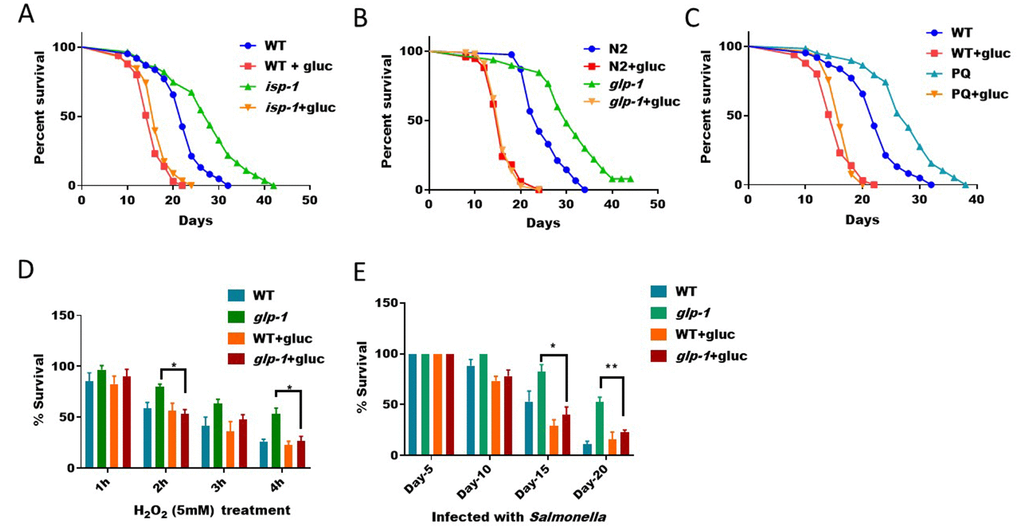 ROS/SKN-1-dependent lifespan extension and stress resistance are suppressed by glucose supplementation. (A) Glucose suppressed the extended lifespan of mitochondrial respiration mutant isp-1. N2 WT and isp-1 mutant animals were raised at 20°C on NGM agar plate supplemented with or without 0.5% glucose from hatching. 50μM 5-Fluoro-2′-deoxyuridine (FUDR) was added at L4 stage to prevent progenies from growing. Survival was examined every 2 days until all animals died. Data were collected from 2 independent experiments (n> 140) and plotted and statistically analyzed with Prism software. P values by Log-rank test: isp-1 vs. WT, Pisp-1+glucose vs. WT+glucose: not significant. (B) Glucose suppressed the extended lifespan of germline-less mutant glp-1. Lifespan assay of N2 WT and glp-1 mutant animals were conducted as in (A) except that worms where raised at 25°C from L1 for 24 hours. Data from 2 independent trials (n>120) were pooled and plotted by using Prism software. P values by Log-rank test: glp-1 vs. WT, Pglp-1+glucose vs. WT+glucose: not significant. (C) Glucose suppressed the extended lifespan of paraquat-treated C. elegans. Synchronized eggs were raised on control NGM plate, plates with either 1mM paraquat or 0.5% glucose, or both. Young adult worms were transferred to new plates for lifespan assay similar to (A). Data from 2 independent trials (n>120) were pooled and plotted by using Prism software. P values by Log-rank test: PQ vs. WT, PD) The hydrogen peroxide resistance of germline-less mutant (glp-1) was abrogated by glucose. N2 WT and the temperature sensitive glp-1 mutant animals growing with or without 0.5% glucose were raised under non-permissive temperature (25°C) from L1 stage for 24 hours, then shifted back to 20°C until day-1 adulthood. Animals were then incubated with 5mM of H2O2 in water for indicated time points. Survival rates of the means of 3 independent experiments were plotted for each time point, with error bars showing standard deviation (SD). P value by student’s t-test: *, PE) Resistance to infection of germline-less mutant (glp-1) were abrogated by glucose. N2 WT and the temperature sensitive glp-1 mutant animals growing with and without 0.5% glucose were raised at non-permissive temperature (25°C) from L1 stage for 24 hours, then shifted back to 20°C. Animals were then fed Salmonella typhimurium on agar plate for indicated time points and survival rate of the mean values of 3 independent experiments were plotted, with error bars indicating standard deviation (SD). P value by student’s t-test: *, P