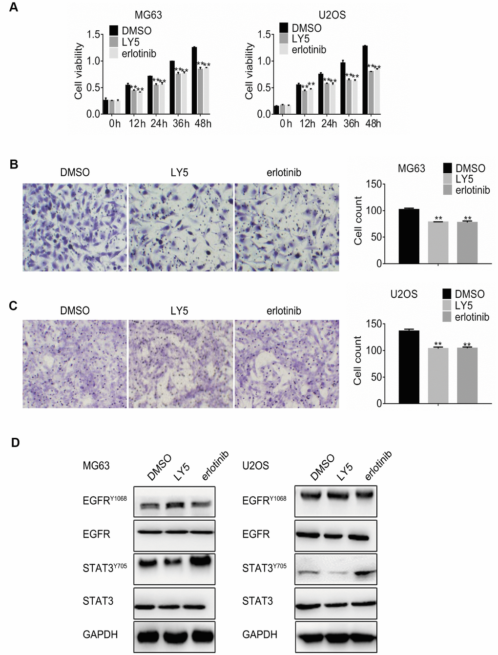 Independent inhibition of STAT3 and EGFR signaling triggers reciprocal feedback activation in osteosarcoma cells. (A) MG63 and U2OS cells were treated with DMSO (vehicle), LY5, or erlotinib, and the MTT assay was performed to determine cell viability at different time points. Cell migration assay results in MG63 (B) and U2OS (C) cells treated with DMSO, LY5, or erlotinib for 24 h. Magnification, 200x. Error bars indicate SD. ** p D). Western blot analysis of phospho-Tyr705 STAT3 and phospho-Tyr1068 EGFR in MG63 and U2OS cells treated with DMSO, LY5, or erlotinib for 24h.