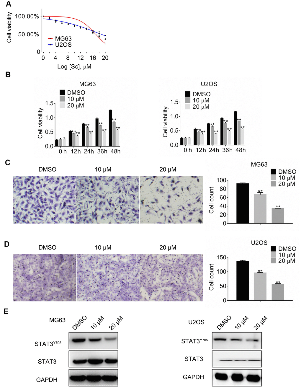 Sodium cantharidate represses growth, migration, and STAT3 activation in osteosarcoma cells. (A) Half-maximum inhibitory concentration (IC50) values obtained for SC. (B) MTT assay results in cultured MG63 and U2OS cells exposed to SC. Migration assay results in MG63 (C) and U2OS (D) cells treated for 24 h with DMSO (vehicle) or SC. Magnification, 200x. Error bars indicate SD. **p E). Western blot analyses of protein expression in MG63 and U2OS cells exposed over 24 h to DMSO or SC.