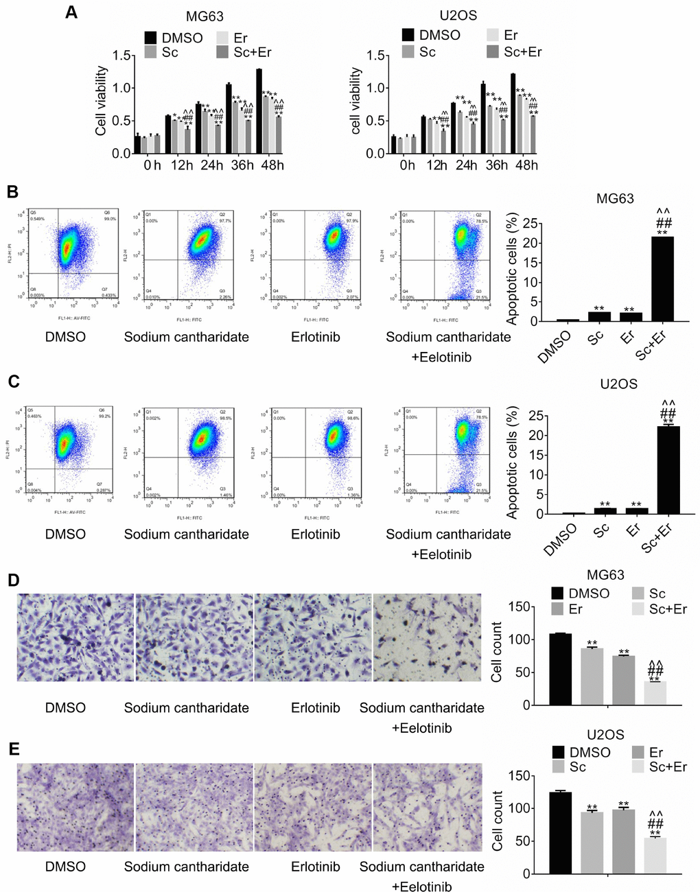 Combined treatment with sodium cantharidate and erlotinib enhances growth and migration inhibition and promotes apoptosis of osteosarcoma cells. (A). MG63 and U2OS cells were treated with DMSO, SC, erlotinib, or SC plus erlotinib for the indicated times, and the MTT assay was performed to determine cell viability. Apoptosis analysis (JC-1 staining) was conducted in MG63 (B) and U2OS (C) cells treated as above. Migration assay results in MG63 (D) and U2OS (E) cells 24 h after individual or combined drug treatment. Magnification, 200x. Error bars indicate SD. **p ##p 