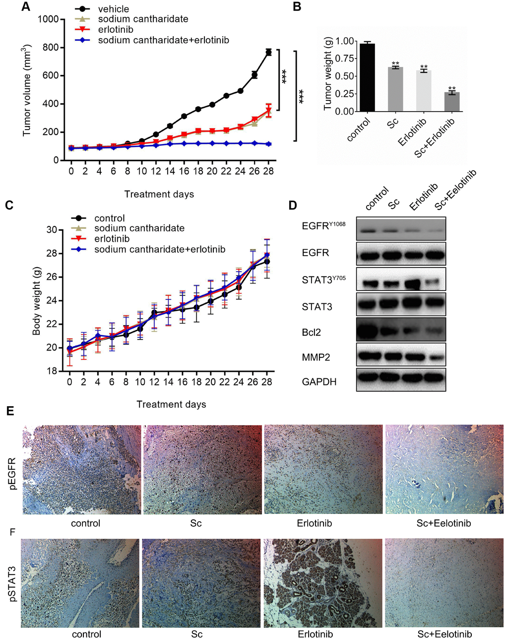 Combined treatment with sodium cantharidate and erlotinib enhances osteosarcoma growth suppression in nude mice. Nude mice were subcutaneously implanted with MG63 cells, randomly divided into four groups, and treated with saline (control), SC, erlotinib, or SC plus erlotinib for 4 weeks. (A) Mean tumor volumes in each experimental group. (B) Tumor wet weights at sacrifice (day 28 post-inoculation). (C) Body weight measurements. (D) Western blot analysis of phospho-EGFR, phospho-STAT3, Bcl-2, and MMP2 in excised tumor tissues. (E) Phospho-EGFR and (F) phosphor-STAT3 detection thorough immunohistochemistry in excised xenografts. Magnification, 100x. Sc, sodium cantharidate; Er, erlotinib.