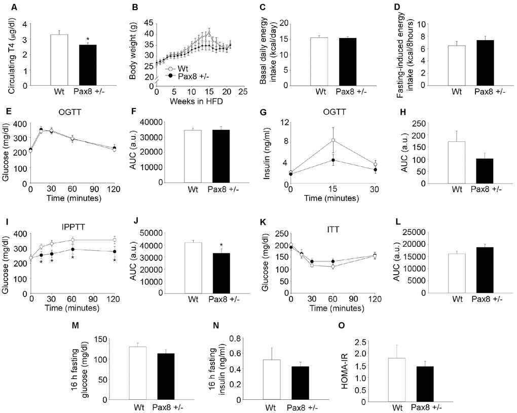 High fat diet (HFD) feeding does not exacerbates the metabolic phenotype of Pax8 +/- mice. (A) T4 levels in serum (18 weeks of HFD feeding). n = 8 Wt, n = 9 Pax8 +/-. T-test two tailed. (B) Body weights during HFD feeding. n = 15 Wt, n = 14 Pax8 +/-. Repeated measurements two-way ANOVA. (C) Basal daily energy intake at 6 months of life (13 weeks of HFD feeding). n = 8 Wt, n = 9 Pax8 +/-. T-test two tailed. (D) Fasting induced energy intake (17 weeks of HFD feeding). n = 8 Wt, n = 9 Pax8 +/-. T-test two tailed. (E) Circulating glucose levels during an OGTT at 6 months of life (14 weeks of HFD feeding). n = 13 Wt, n = 11 Pax8 +/-. Repeated measurements two-way ANOVA. (F) AUC for glucose levels during the OGTT. T-test two tailed. (G) Insulin levels in plasma during an OGTT (17 weeks of HFD feeding). n = 8 per group. Repeated measurements two-way ANOVA. (H) AUC for insulin levels during the OGTT. T-test two tailed. (I) Circulating glucose levels during the IPPTT (15 weeks of HFD feeding). n = 13 Wt, n = 10 Pax8 +/-. Repeated measurements two-way ANOVA. (J) AUC for the IPPTT. T-test two tailed. (K) Glucose levels in blood during the ITT (16 weeks of HFD feeding). n = 9 per group. Repeated measurements two-way ANOVA. (L) AUC for the ITT. T-test two tailed. (M) Glucose levels in blood after 16 hours of fasting (18 weeks of HFD feeding). n = 8 per group. T-test two tailed. (N) Circulating insulin after 16 hours of fasting (18 weeks of HFD feeding). n = 8 per group. T-test two tailed. (O) HOMA-IR (18 weeks of HFD feeding). n = 8 per group. T-test two tailed. Data are represented as the mean ± SEM. * p-value 