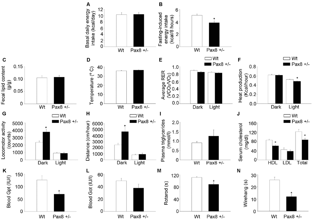 Mild hypothyroid Pax8 +/- mice exhibit reduced basal metabolic rate and compromised physical performance. (A) Basal daily energy intake per day at 10-12 months of life. n = 5 Wt, n = 4 Pax8 +/- (the n reflects the number of cages). (B) Fasting-induced energy intake at 10-12 months of life. n = 21 Wt, n = 14 Pax8 +/-. (C) Lipid content in faeces. n = 7 Wt, n = 6 Pax8 +/-. (D) Body temperature. n = 12 Wt, n = 8 Pax8 +/-. (E) Determination of RER in metabolic cages. n = 8 Wt, n = 7 Pax8 +/-. (F) Determination of heat production in metabolic cages. n = 8 Wt, n = 7 Pax8 +/-. (G) Determination of spontaneous locomotor activity (y + x axis) in metabolic cages. n = 8 Wt, n = 7 Pax8 +/-. (F) Determination of run distance in metabolic cages. n = 8 Wt, n = 7 Pax8 +/-. (H) Triglyceride concentration in plasma. n = 18 Wt, n = 13 Pax8 +/-. (I) Total cholesterol, HDL and LDL/VLDL levels in serum. n = 7 per group. (J) Blood levels of Gpt. n = 7 per group. (K) Blood levels of Got. n = 7 per group. (L) Time to fall from an accelerating rotarod at 7-10 months of life. n = 27 Wt, n = 20 Pax8 +/-. (M) Time to fall in wire hang test at 7-10 months of life. n = 27 Wt, n = 20 Pax8 +/-. Data are represented as the mean ± SEM. Unless otherwise stated, mice were 7-month old at the time of experimentation. * p-value 