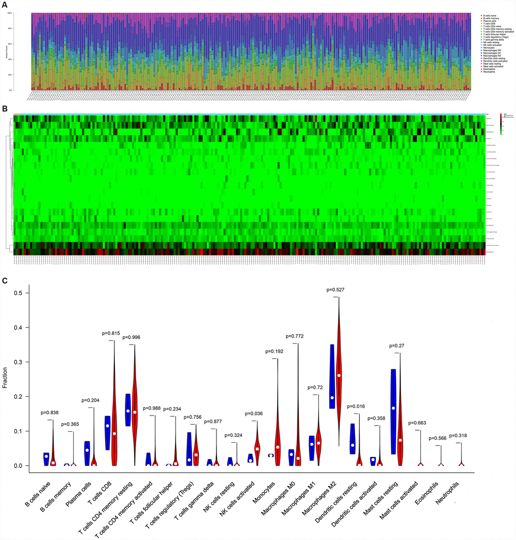 The composition (A) and heatmap (B) of immune cells estimated by CIBERSORT algorithm in sarcomas. (C) The violin plot of immune cells (The blue and red bar stand for recurrent tumor group and primary tumor group, respectively). Abbreviations: CIBERSORT: Cell type identification by estimating relative subsets of RNA transcripts.
