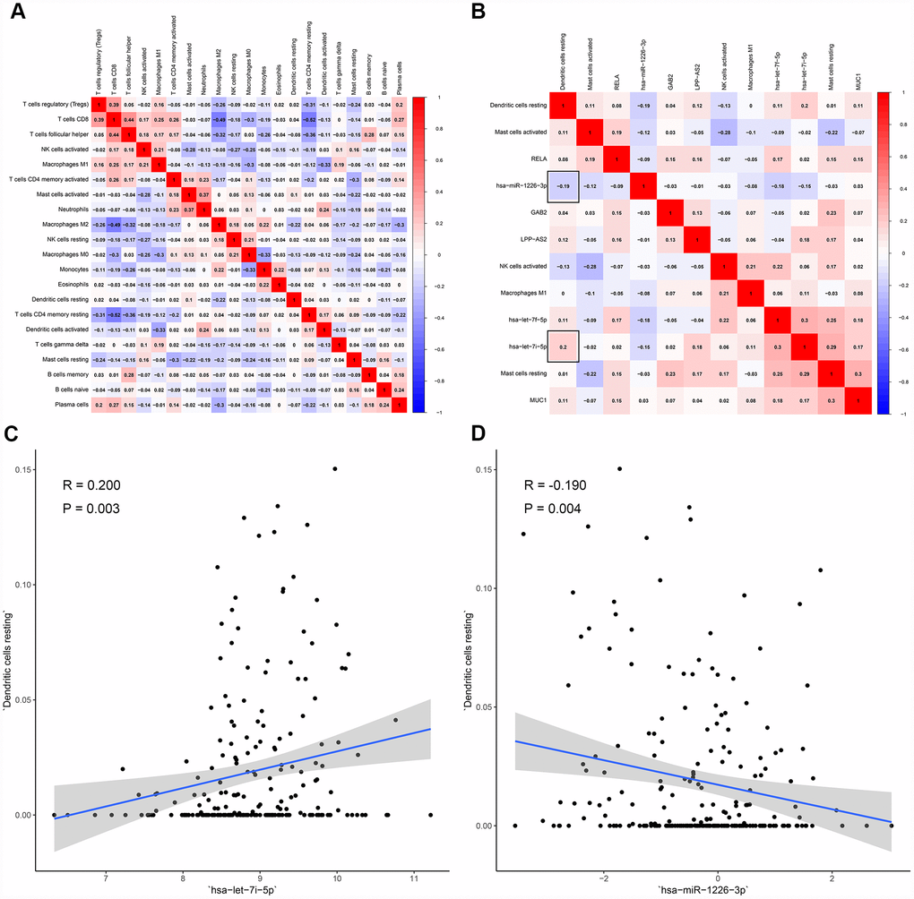 The co-expression patterns among fractions of immune cells and key members in the ceRNA network. (A) co-expression heatmap of all immune cells; (B) co-expression heatmap of prognostic immune cells and key members of ceRNA network; (C) has-let-7i-5p was significantly associated with dendritic cells resting (R = 0.200, P = 0.003); (D) hsa-miR-1226-3p was significantly associated with dendritic cells resting (R = -0.190, P = 0.004).