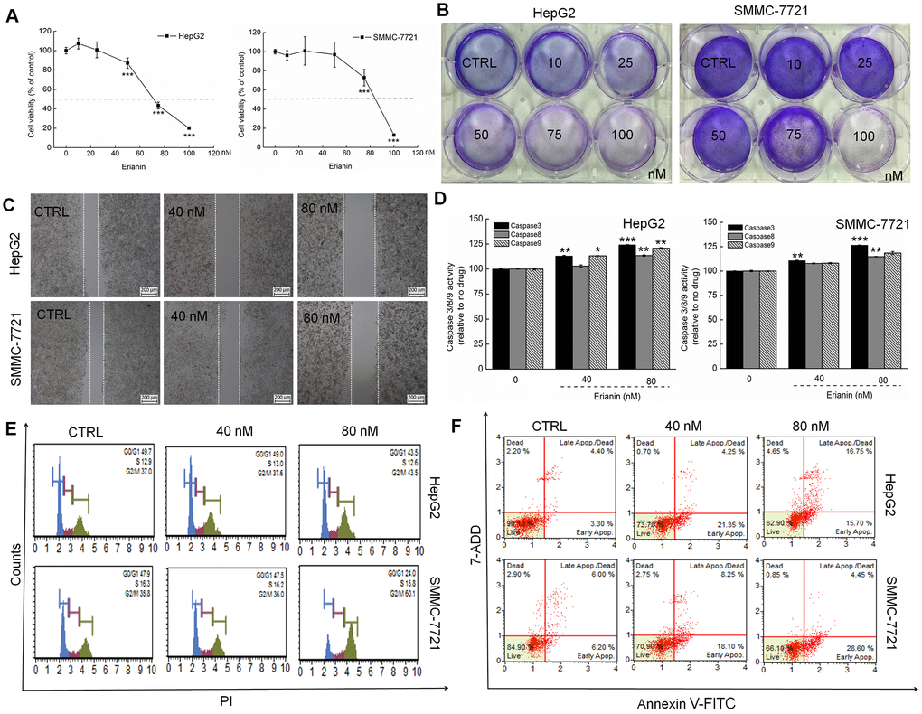 Erianin showed toxicity toward liver cancer cells. (A) Erianin reduced HepG2 and SMMC-7721 cell viability in a dose-dependent manner after a 24-h treatment. (B) Erianin significantly inhibited the formation of HepG2 and SMMC-7721 cell colonies (crystal violet staining, n = 6). (C) Erianin inhibited HepG2 and SMMC-7721 cell migration (migration assay, n = 6; 4× magnification, scale bar: 200 μm). (D) Erianin enhanced caspase-3, -8, and -9 activation in HepG2 and SMMC-7721 cells. Data are expressed as percentages relative to the corresponding control cells and as mean ± SD (n = 6). *P P P E) Erianin increased the G2/M phase proportion within the cell cycle distribution (n = 6). (F) Erianin induced liver cancer cell apoptosis (n = 6).