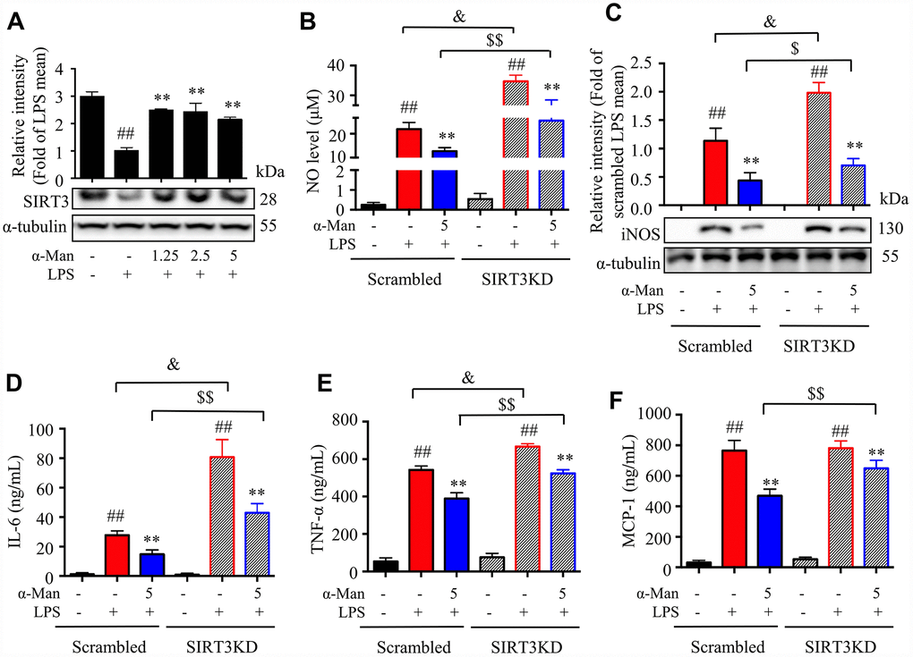 Effects of α-Man in LPS stimulated SIRT3-knockdown RAW264.7 macrophages. (A) The protein expression of SIRT3 was determined by Western blot in LPS-induced RAW264.7 macrophages. α-Tubulin was used as an internal loading control. Data are normalized to the mean value of LPS group. (B) NO production was determined by Griess reagent. (C) iNOS abundance was measured by Western blot. α-Tubulin was used as an internal loading control. Data are normalized to the mean value of scrambled LPS group. The levels of IL-6 (D), TNF-α (E) and MCP-1 (F) were determined by ELISA kit. Data are shown as means ± SD (n = 5). ##P P &P $P $$P 