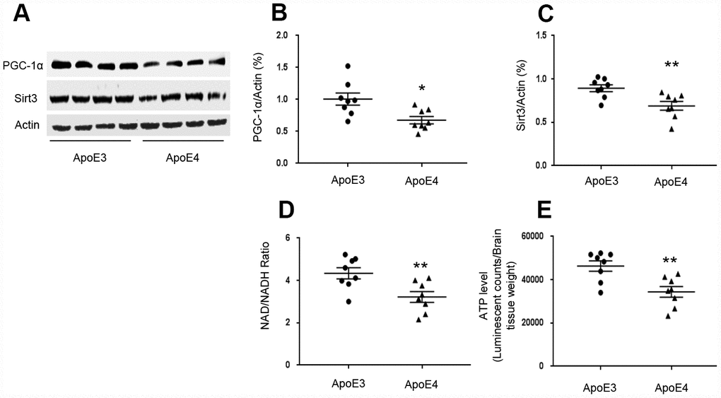 ApoE regulates the PGC-1α-Sirt3 pathway. Temporal lobes were freshly collected from 12-month-old ApoE4 mice and age-matched ApoE3 mice. (A–C) The levels of PGC-1α and Sirt3 were evaluated and normalized with an internal control (β-actin) in Western blot. (D) NAD+/ NADH ratio was measured and analyzed using the NAD+/ NADH assay kit. (E) ATP levels were measured using the ATP assay kit and normalized with brain tissue wet weight (Luminescent counts/ brain tissue weight). N= 8 for each group, *p