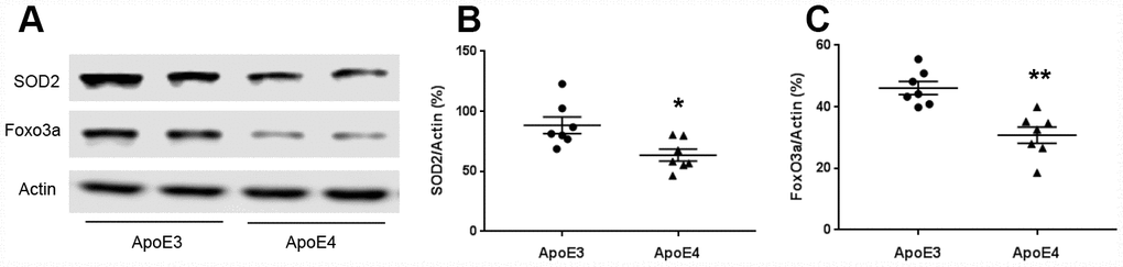 ApoE regulates mitochondrial oxidative stress. Brain tissues (temporal lobe) were collected from 12-month old ApoE3 and ApoE4 mice. Proteins involved in mitochondrial oxidative stress were measured and normalized with an internal control (β-actin) in Western blot. (A) Representative Western blots for SOD2 and Foxo3a were shown. (B) SOD2 and (C) Foxo3a protein levels were analyzed and plotted (n= 6-9 per group, * p